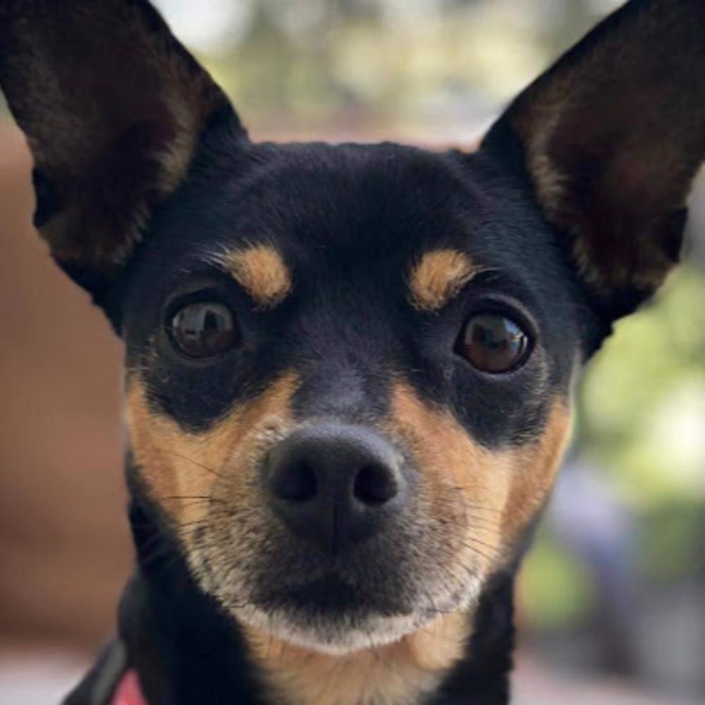 Meet your Posher, Angie